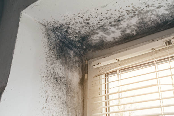 Affordable Mold Removal solutions in Mantua, NJ